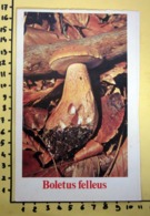 BOLETUS FELLEUS I FUNGHI FABBRI SCHEDA - Cooking Recipes