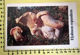 HYDNUM REPANDUM  I FUNGHI FABBRI SCHEDA - Recettes De Cuisine