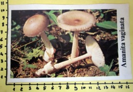 AMANITA VAGINATA  I FUNGHI FABBRI SCHEDA - Cooking Recipes