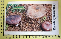 RUSSULA CYANOXANTHA  I FUNGHI FABBRI SCHEDA - Recepten