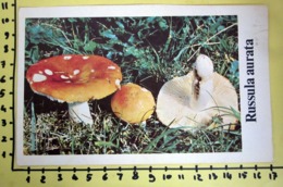 RUSSULA AURATA  I FUNGHI FABBRI SCHEDA - Cooking Recipes