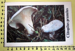 CLITOPILUS PRUNULUS  I FUNGHI FABBRI SCHEDA - Ricette Culinarie