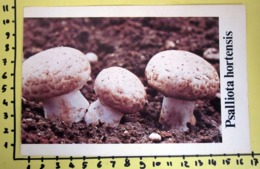 PSALLIOTA HORTENSIS  I FUNGHI FABBRI SCHEDA - Recettes De Cuisine