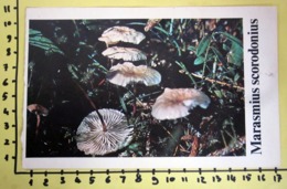 MARASMIUS SCORODONIUS  I FUNGHI FABBRI SCHEDA - Cooking Recipes