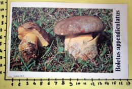 BOLETUS APPENDICULATUS  I FUNGHI FABBRI SCHEDA - Recettes De Cuisine