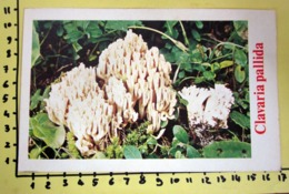 CLAVARIA PALLIDA  I FUNGHI FABBRI SCHEDA - Cooking Recipes