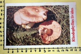 RHODOPHYLLUS LIVIDUS  I FUNGHI FABBRI SCHEDA - Cooking Recipes