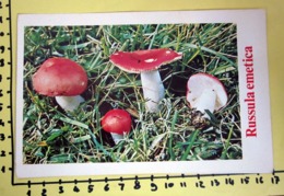 RUSSULA EMETICA  I FUNGHI FABBRI SCHEDA - Cooking Recipes