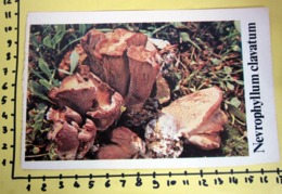 NEVROPHYLLUM CLAVATUM  I FUNGHI FABBRI SCHEDA - Cooking Recipes