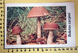 BOLETUS CARPINI  I FUNGHI FABBRI SCHEDA - Cooking Recipes