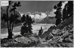 Naturschutzgebiet Aletschwald Am Gr. Aletschgletscher Bei Riederalp Ob Mörel - Riederalp