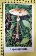 LEPIOTA PROCERA  I FUNGHI FABBRI SCHEDA - Recepten