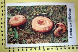 LACTARIUS DELICIOSUS  I FUNGHI FABBRI SCHEDA - Cooking Recipes