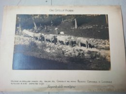 PHOTO METIER ITALIE CARRIERE DE MARBRE TRANSPORT CAVE CATELLA VALDIERI TRASPORTO DALLA MONTAGNA COLONNE IN CIPOLLINO - Berufe