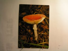Fleurs - Champignons - Amanite - Mushrooms