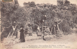 ¤¤  -   VILLENEUVE-Lès-AVIGNONS    -  La Cueillette Des Olives à La Chartreuse De L'Hermitage   -  ¤¤ - Villeneuve-lès-Avignon