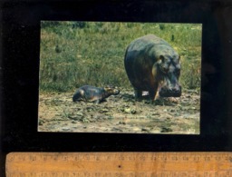 Animaux Animal : Hippopotame Faune Africaine African Fauna Hippopotamus And Cub - Flusspferde