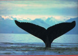 CANADA - Baleine-Whale-  Format 17 X 12 Cm- Photo Reflexion--scans Recto Verso- Paypal Free - Moderne Kaarten