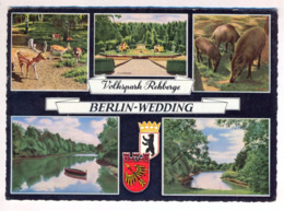 ÄLTERE POSTKARTE BERLIN WEDDING TIERPARK REHBERGE Hirsch Rehe Reh Wildschweine Zoo Park Ansichtskarte AK Cpa Postcard - Wedding