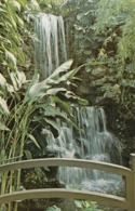 CINCINNATI OH - KROHN CONSERVATORY POSTCARD THE WATERFALL - Cincinnati