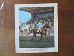 QUIOCO NE EN 1960  DRIVE PAR M.M. GOUGEON PRIX FORCINAL LE 16-4-65 PROPRIETAIRE VICOMTE DE BELLAIGUE    27cm/18cm - Sporten