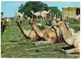 SUDAN/SOUDAN  - THE SHIPS OF THE DESERT / CAMELS - Soudan