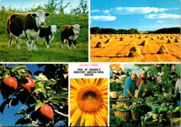 Canada Manitoba MacGregor Agricultural Scenes - Andere & Zonder Classificatie