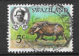 Bush Pig : N°166 Chez YT. (Voir Commentaire) - Swaziland (...-1967)