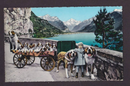 CPSM Voiture à Chiens Attelage Circulé Suisse - Dogs
