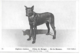 Beauceron,  Chien De Berger - De La Beauce - Perros