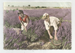 04 Coupeuses De Lavande Paysages De Haute Provence Métier Ed Blanc Manosque N505 - Manosque