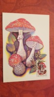 Delcampe - USSR. Amanita. Forest. Mushroom - Maxicard 1986 - Pilze