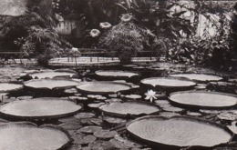 AK Berlin - Dahlem - Botanischer Garten - Victoria Regia Lindl (45128) - Dahlem