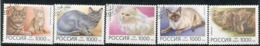 RUSSIA 1996 Cats  Used.  Michel 485-89 - Usati