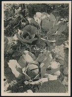 1931. Október, Kinszki Imre (1901-1945) Budapesti Fotóművész Hagyatékából, A Szerző által Feliratozott Vintage Fotó (Csi - Other & Unclassified