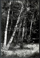 Klell Kálmán (1897-1980): Nyírfaerdő, Hátoldalon Feliratozott, Pecséttel Jelzett Fotó, 40×27 Cm - Sonstige & Ohne Zuordnung
