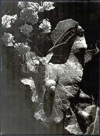 1948 Klell Kálmán (1897-1980): Tavasz, Hátoldalon Feliratozott Fotó, 39×29 Cm - Sonstige & Ohne Zuordnung