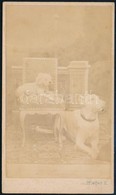 Cca 1864 Pest, A Kép Felirata Szerint Gróf Nyáry Izidor Két Kutyája, A Vizitkártya Méretű, Vintage Fotót Készítette Pfle - Other & Unclassified