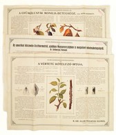 1911 A Szőlő és Mezőgazdasági Növények Károkozóit Bemutató 3 Db Nagyméretű Hirdetmény, Tábla. Lisztharmat, Vértetű, Moni - Unclassified