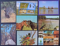 ** 65 Db MODERN Használatlan Motívumlap: állatok / 65 Modern Unused Motive Postcards: Animals - Unclassified