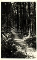 T1 1943 Borszék, Borsec; Árnyas Sétány / Forest, Esplanade - Zonder Classificatie