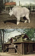 ** T2/T3 New York City, New York Zoological Park, Mountain Goat And Shelter (EK) - Altri & Non Classificati