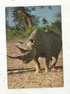 Cp, Animaux , Faune Africaine , HIPPOPOTAMES, Vierge - Hippopotames