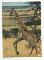 Cp, Animaux , Faune Africaine , GIRAFE, Vierge - Giraffe