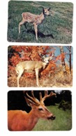 3 Different SUDBURY, Ontario, Canada, Wildlife, Old Chrome Postcards, Sudbury County - Londen