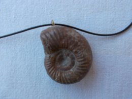 CADEAU  ORIGINAL.AMMONITE  FOSSILE MONTEE EN PENDENTIF.LONGUEUR DU CORDON REGLABLE.ORIGINE MAINE ET LOIRE - Fossilien