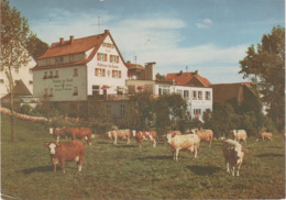 AK Winterkasten Odenwald Gasthaus Pension Zur Traube Kolmbach Laudenau Winkel Neunkirchen Lindenfels Reichelsheim Fürth - Odenwald