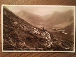 CPA CPSM, Changing Pastures, Glen Nevis, Fort William, Non écrite - Inverness-shire