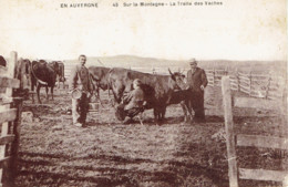 En Auvergne Sur La Montagne La Traite Des Vaches  Cépia N° 45 - Elevage