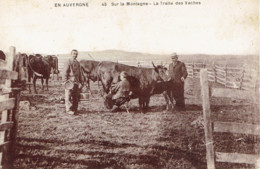 En Auvergne Sur La Montagne La Traite Des Vaches  Cépia N° 45 - Allevamenti